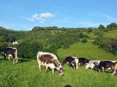 troupeau de vaches