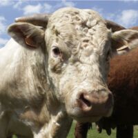 Tête de vache